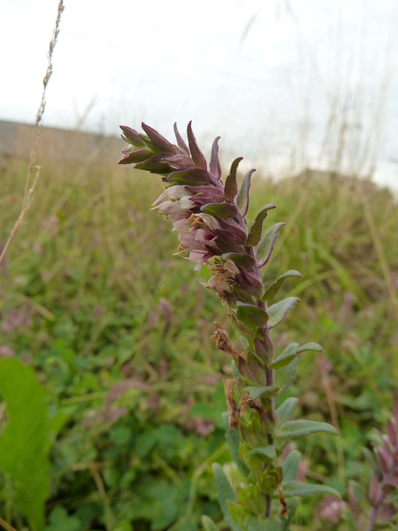 Image de Odontites vulgaris Moench