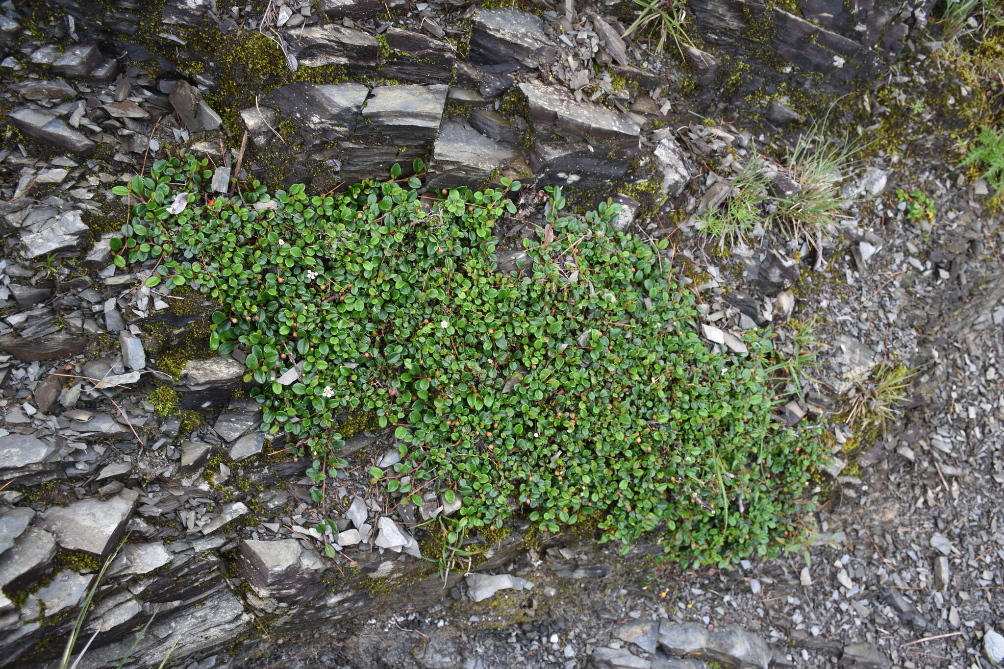 Imagem de Cotoneaster dammeri C. K. Schneid.