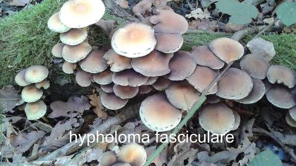 Imagem de Hypholoma fasciculare (Huds.) P. Kumm. 1871