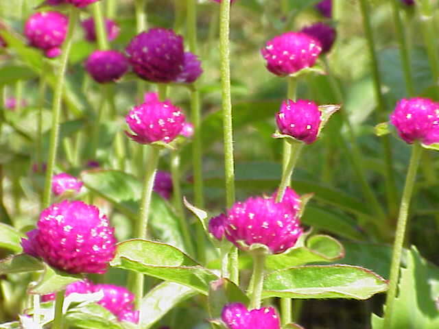 Image of Globe Amaranth