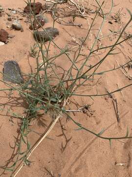 Image of rushpink skeletonplant