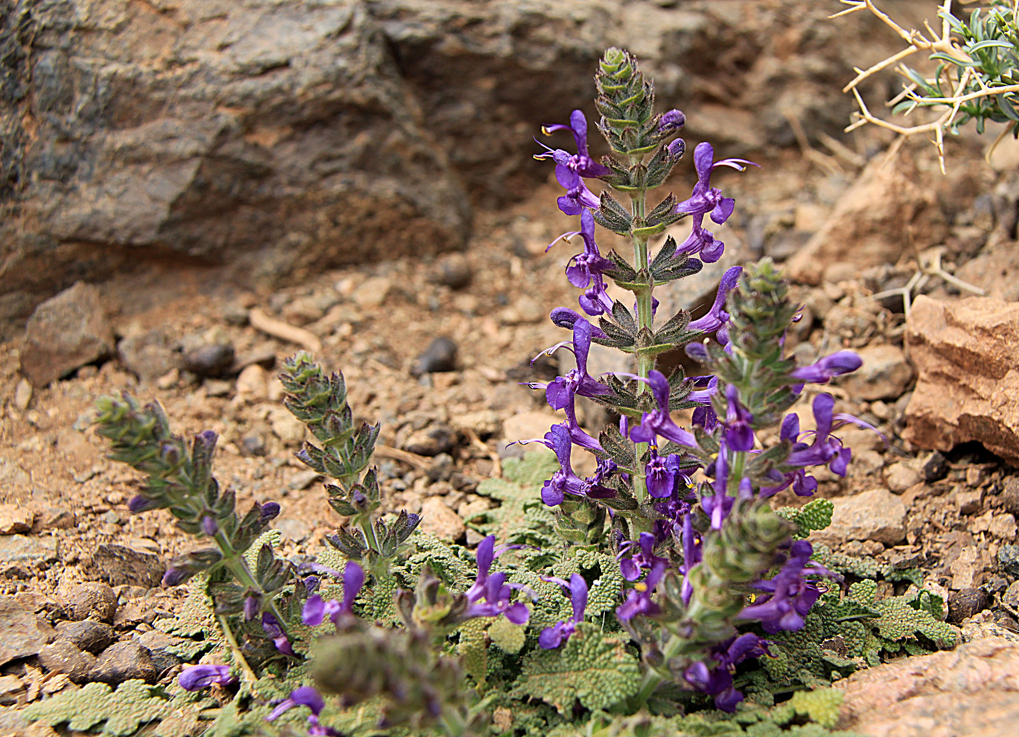 Image of verbena sage