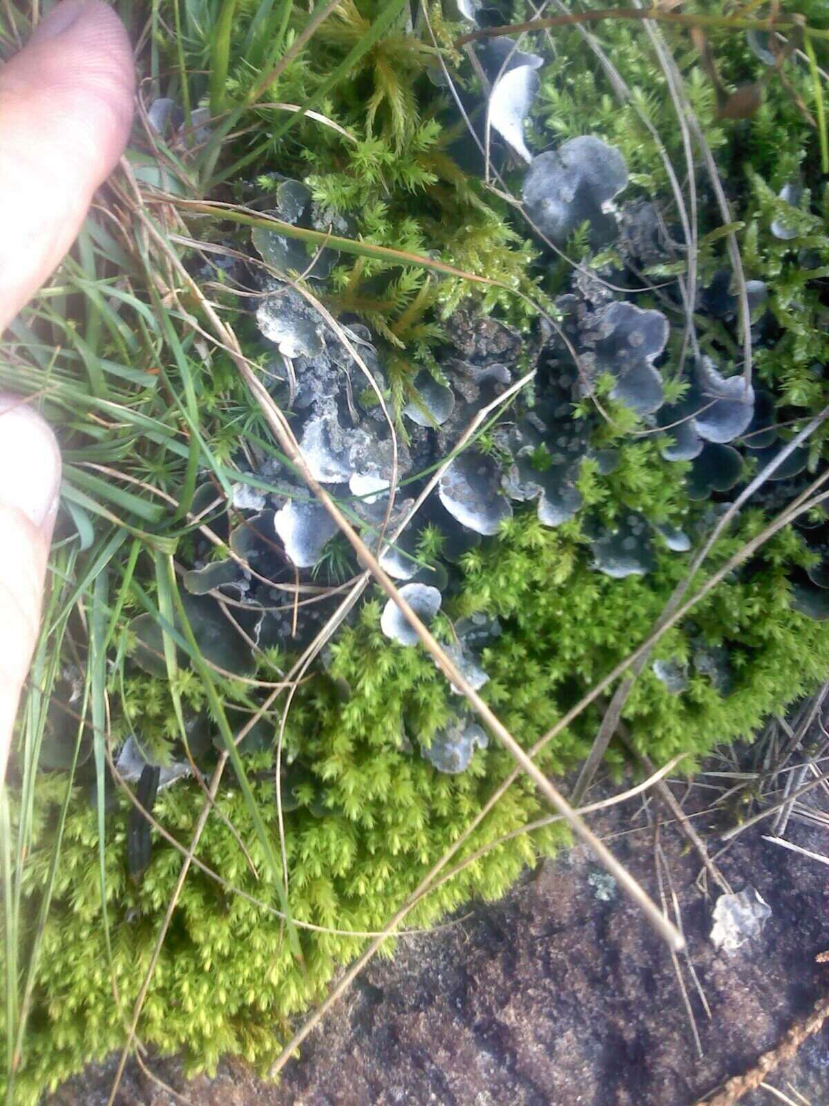 Peltigera didactyla (With.) J. R. Laundon的圖片