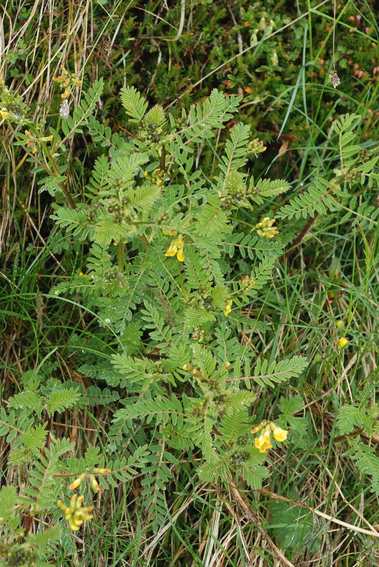 Image of Astragalus penduliflorus Lam.