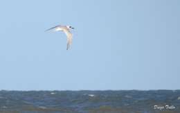 Image of Snowy-crowned Tern