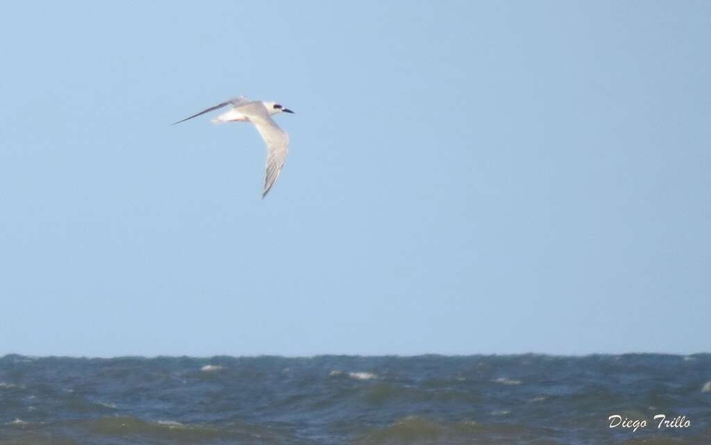 Image of Snowy-crowned Tern