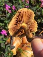 Image of slender pholiota