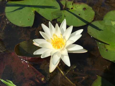 Image of American white waterlily