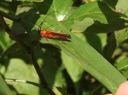 Image of Oberea fuscipennis (Chevrolat 1852)