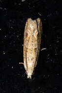 Image of Javelin Moth