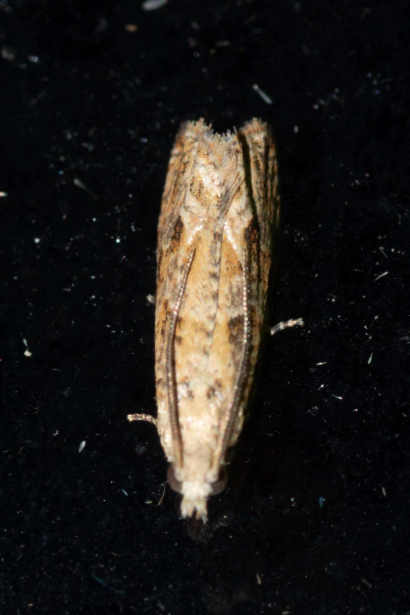 Image of Javelin Moth