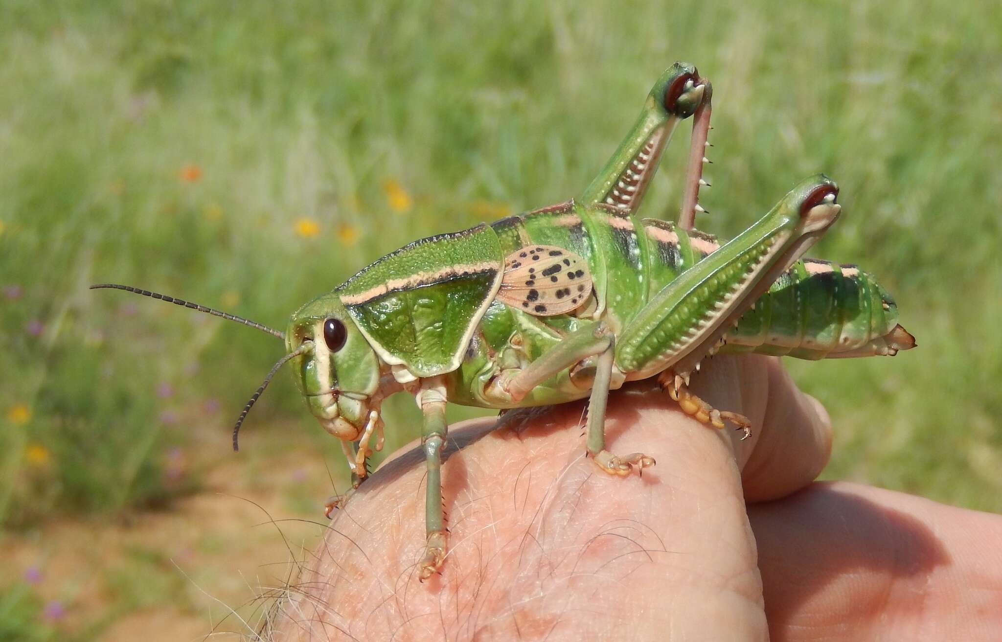 Image of Brachystola