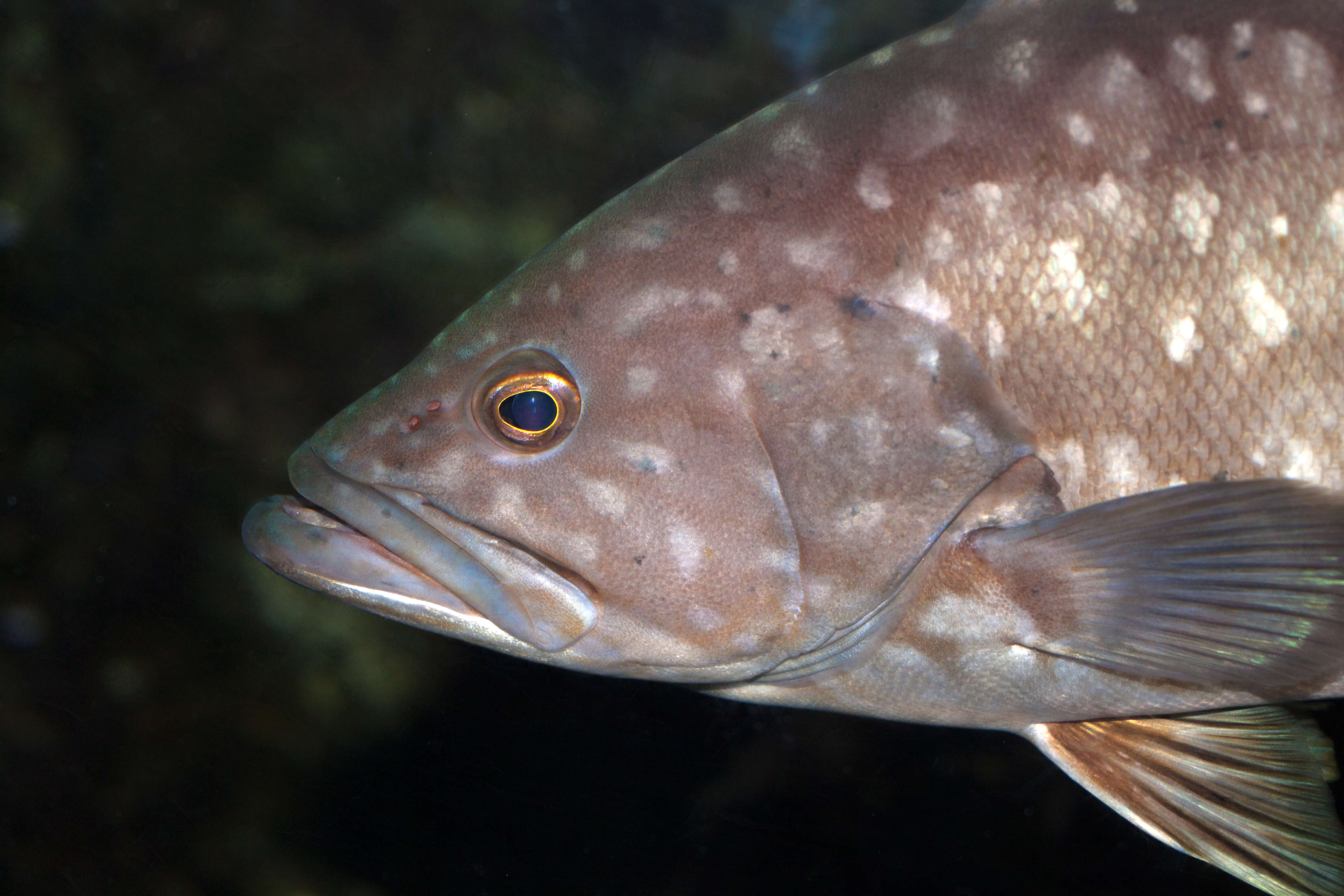 Image of Dusky Grouper