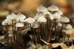 Mycena arcangeliana Bres. 1904 resmi