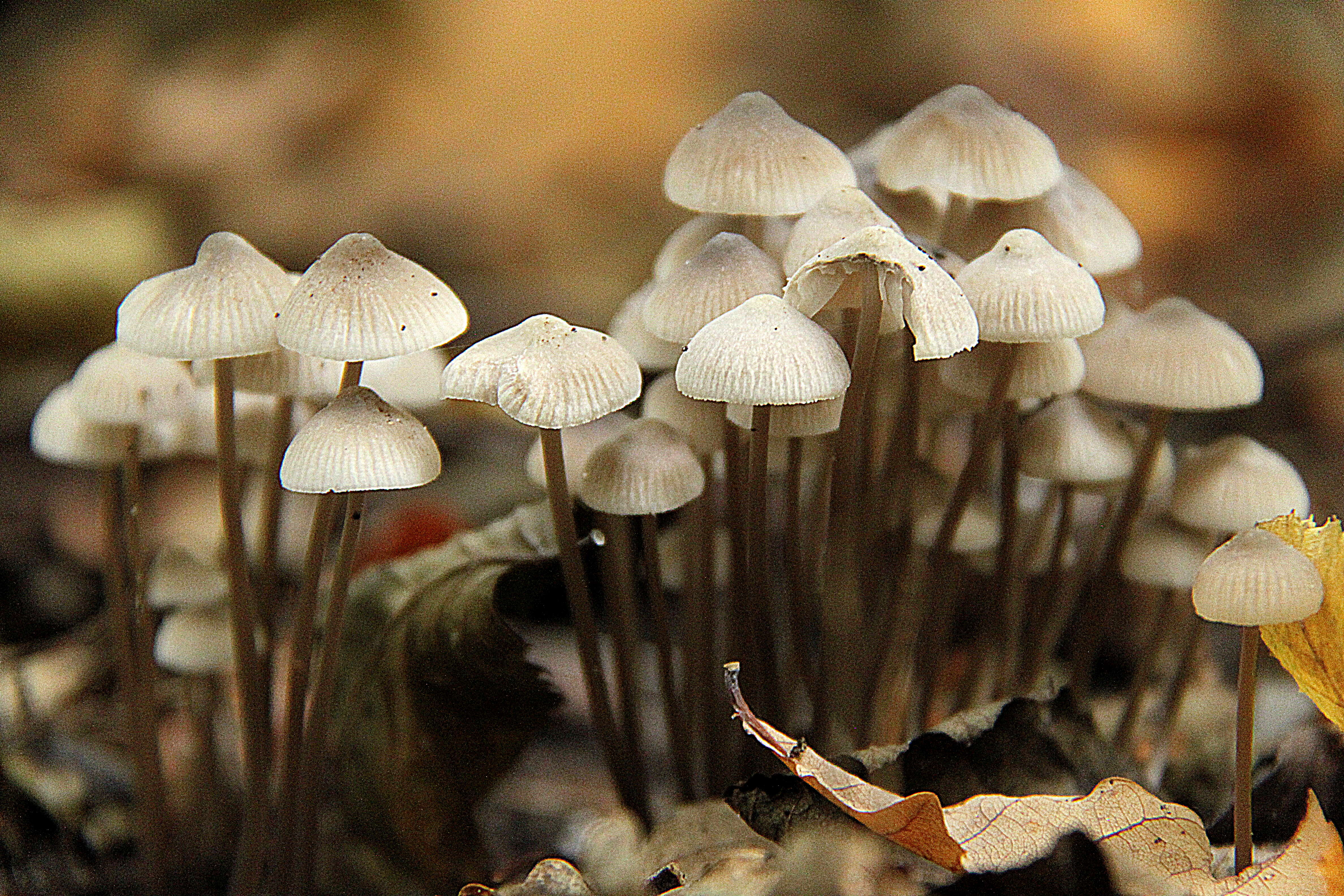 Mycena arcangeliana Bres. 1904 resmi