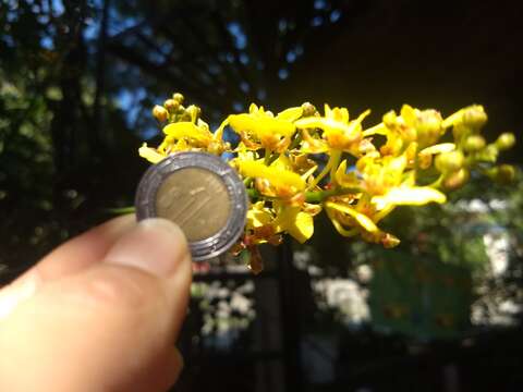 Image of Trichocentrum ascendens (Lindl.) M. W. Chase & N. H. Williams