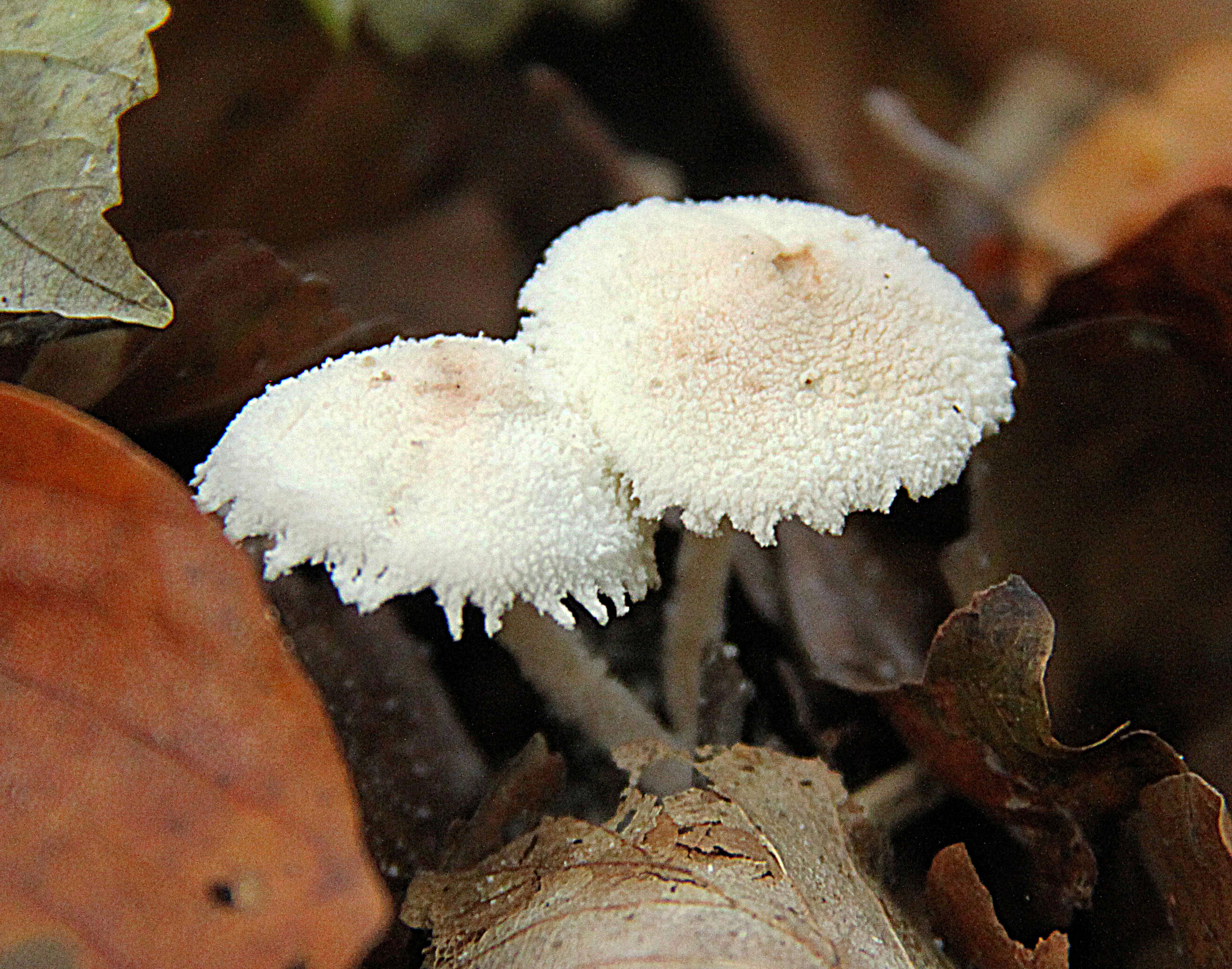 Image of Bearded Dapperling