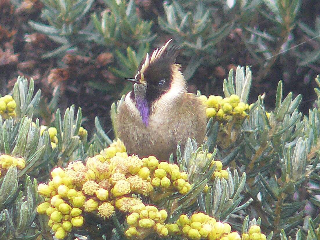 Image of Buffy Helmetcrest