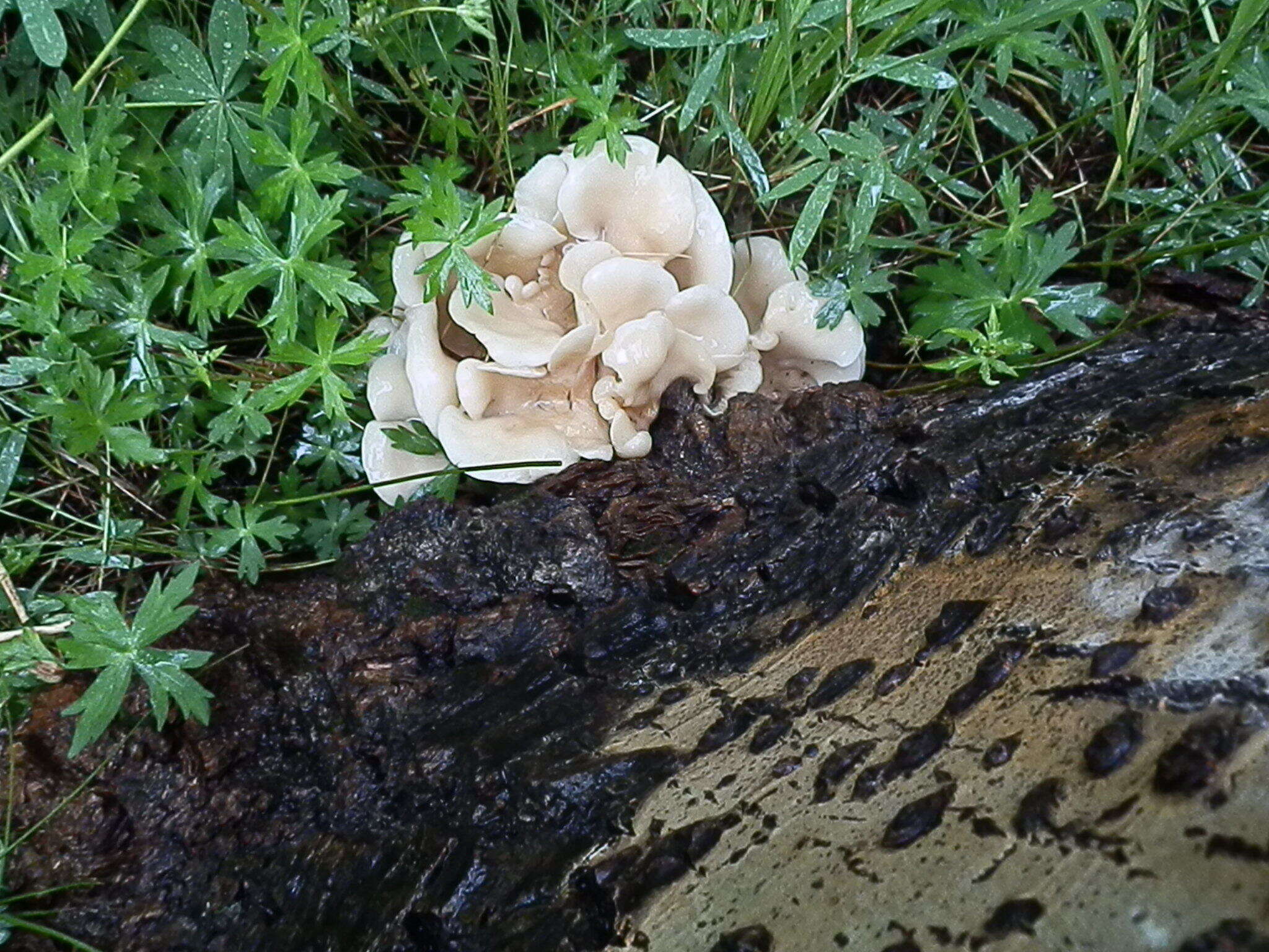 Image of Pleurotus populinus O. Hilber & O. K. Mill. 1993