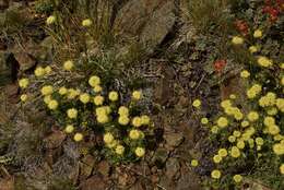 Image of Siskiyou buckwheat