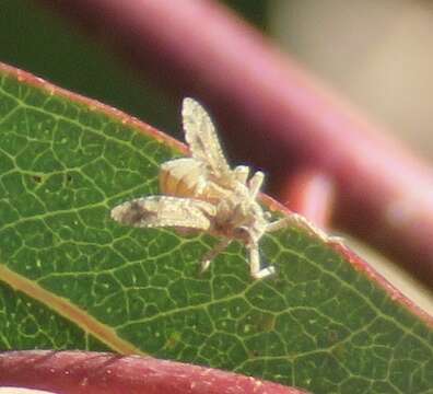 Image of Danepteryx robusta Doering 1940