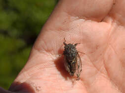 Image of Tettigettalna argentata (Olivier 1790)