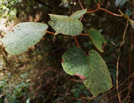 Plancia ëd Actinidia chinensis var. setosa H. L. Li