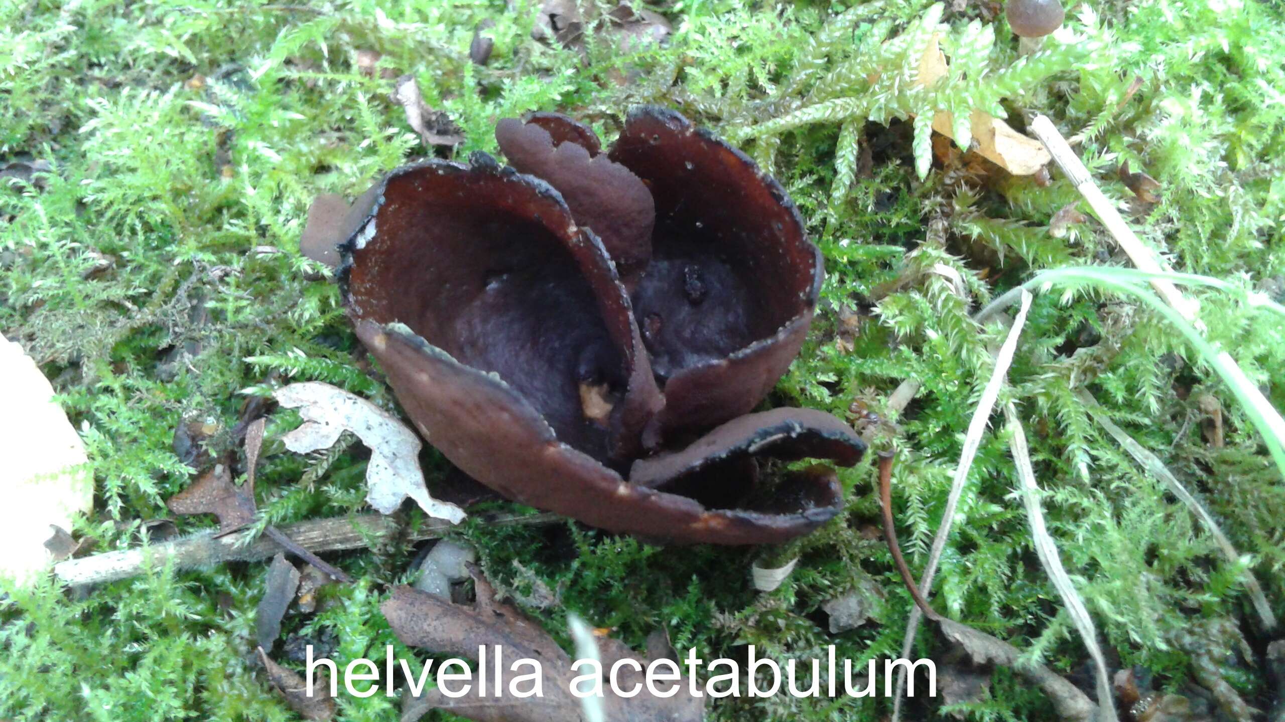 Image of cabbage leaf Helvella
