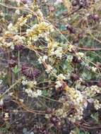 Image of Cuscuta campestris