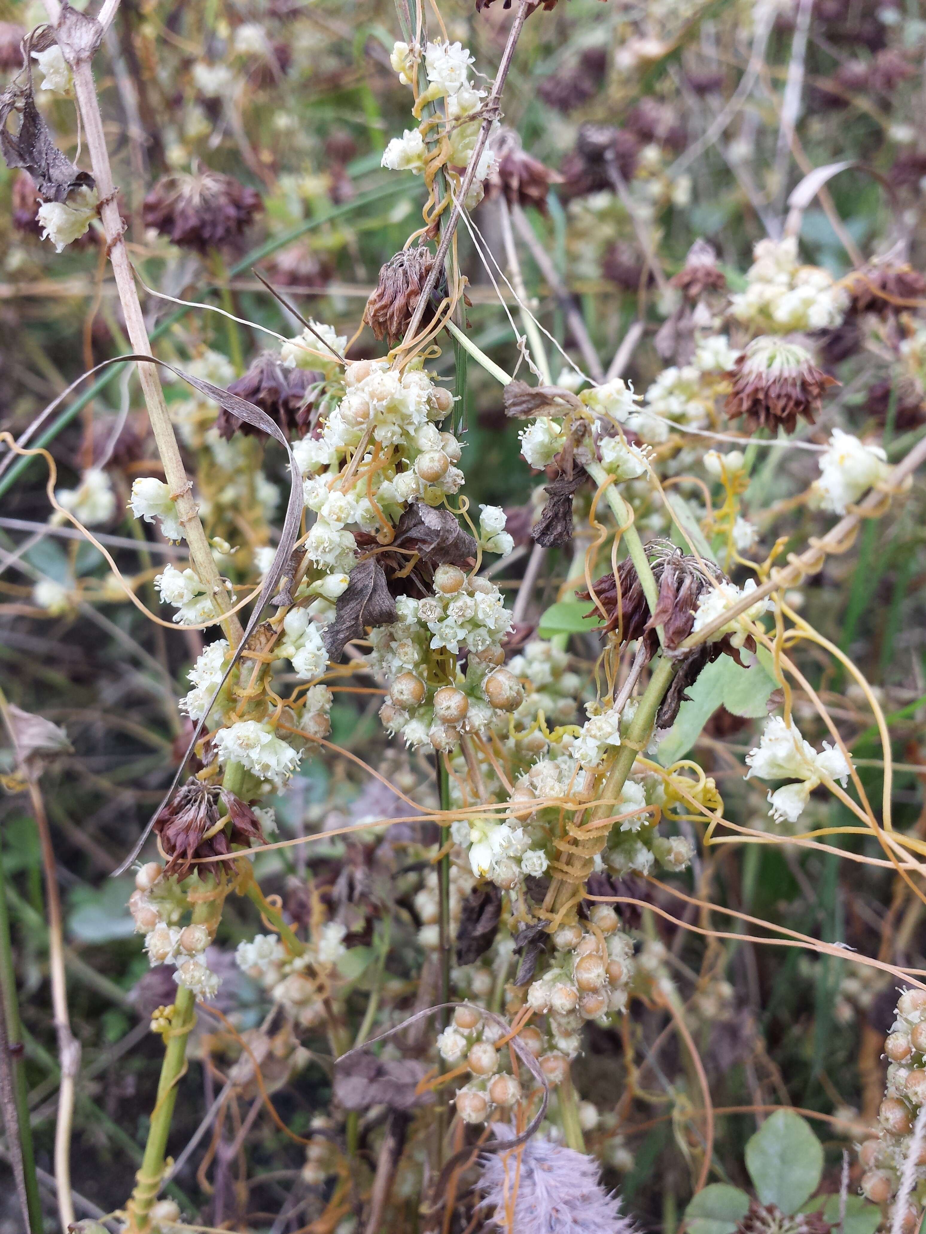 Image de Cuscuta campestris