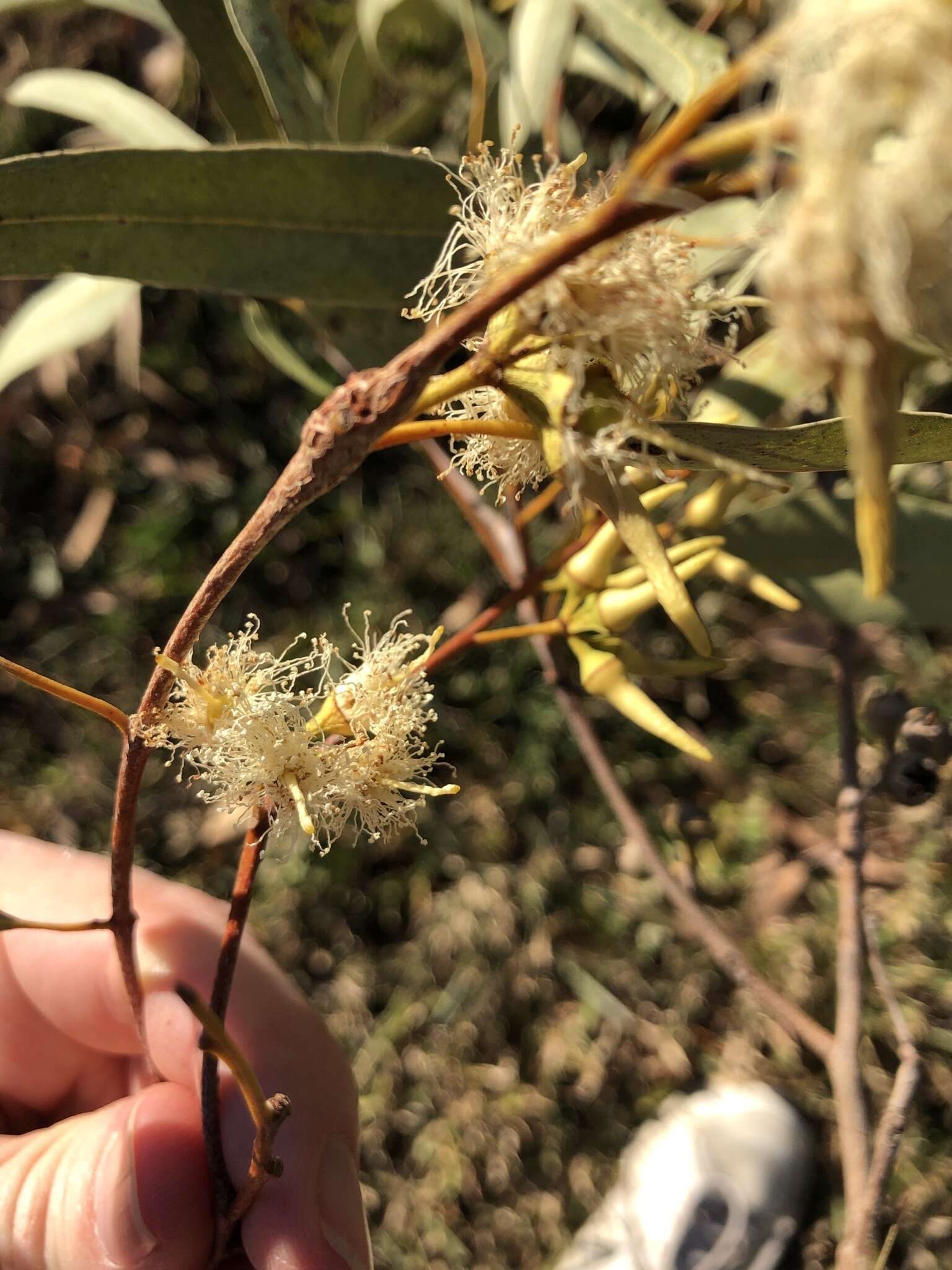 صورة Eucalyptus tereticornis subsp. tereticornis