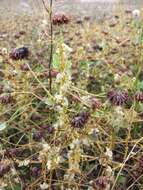 Image of Cuscuta campestris