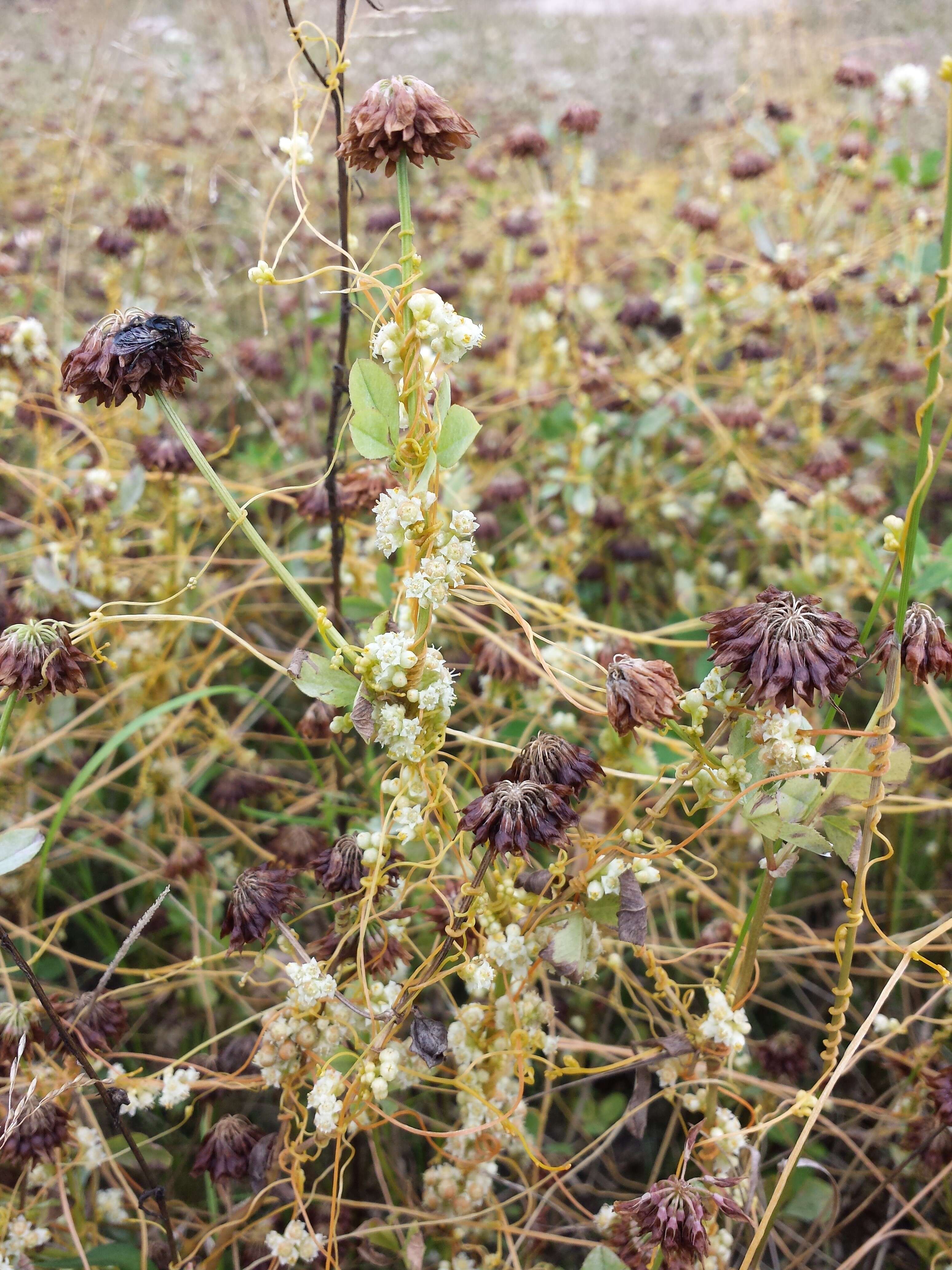 Image of Cuscuta campestris