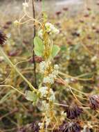 Image de Cuscuta campestris