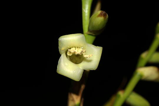 Image of Werauhia gigantea (Mart. ex Schult. & Schult. fil.) J. R. Grant