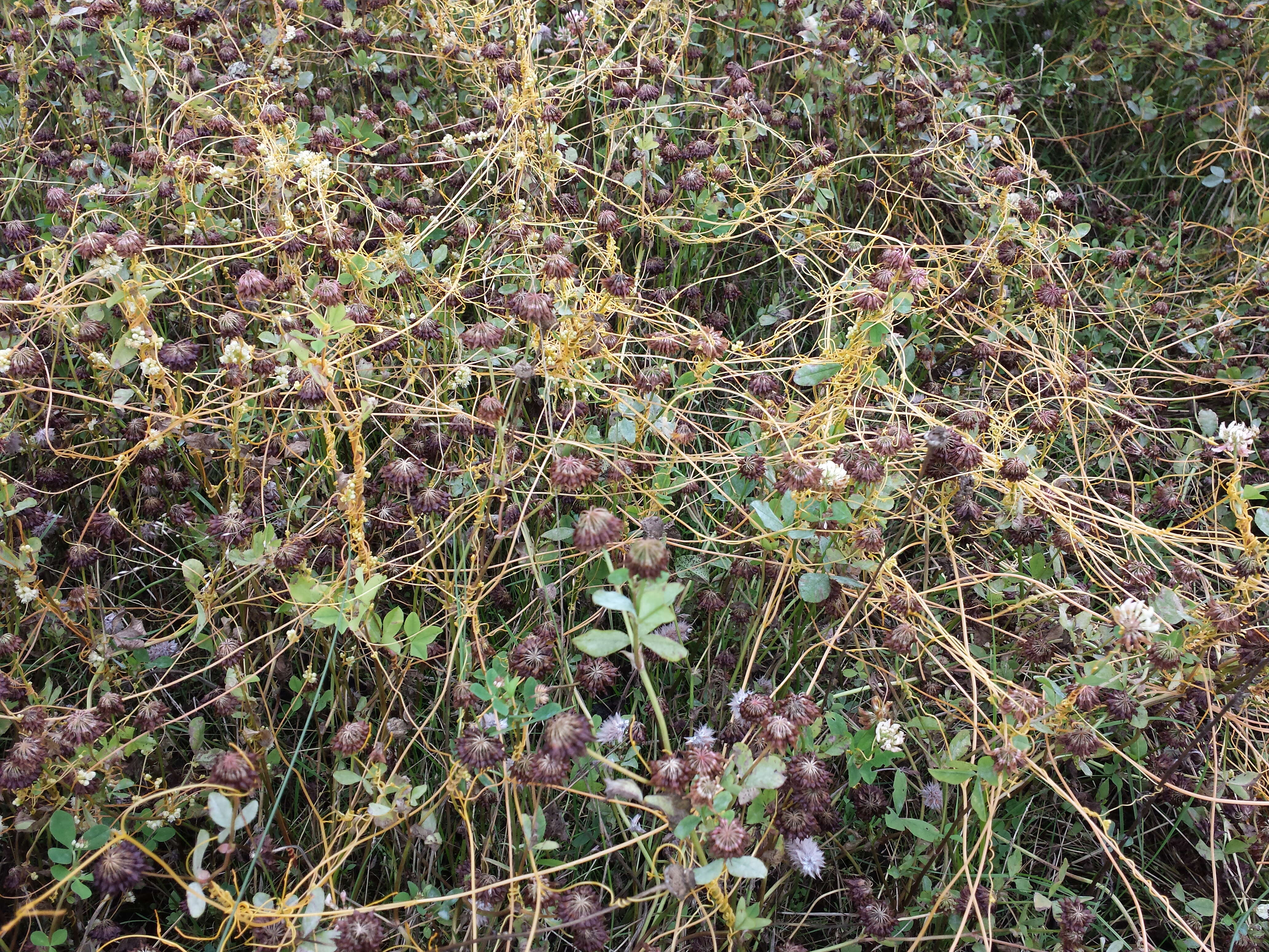 Image of Cuscuta campestris