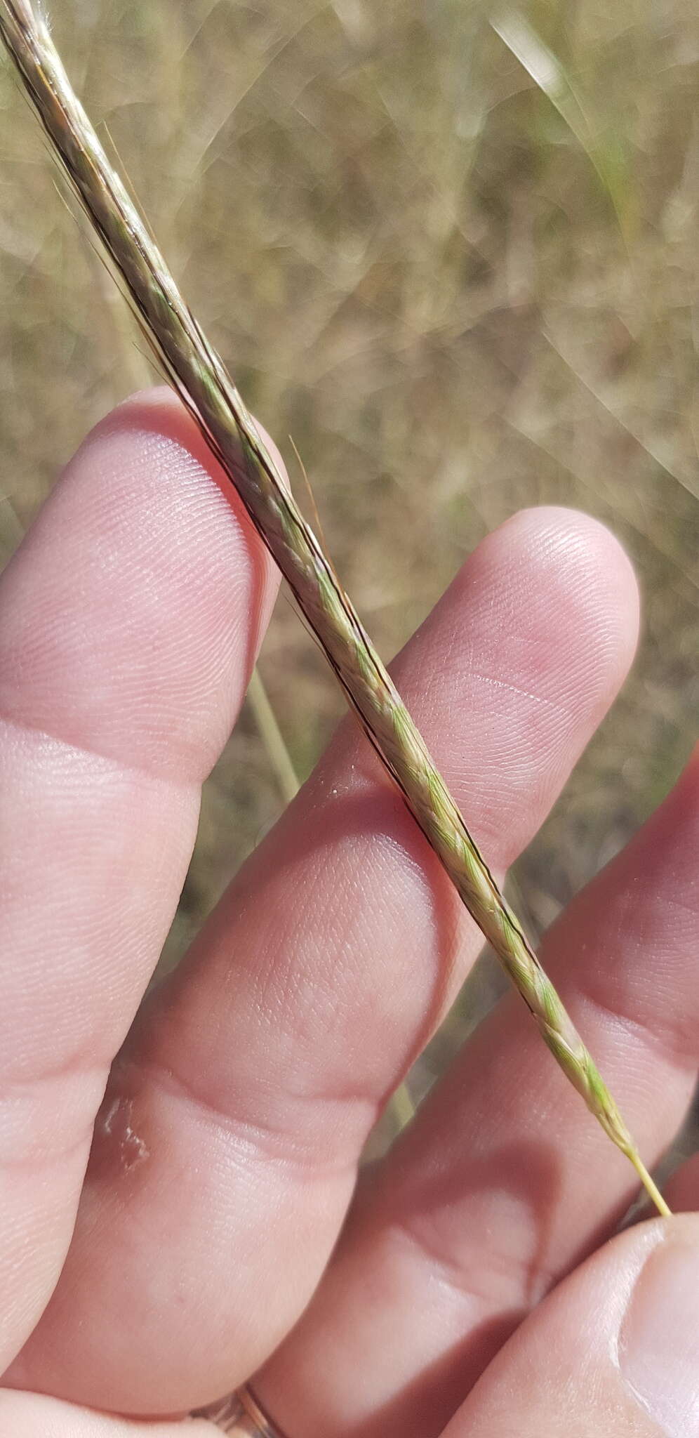 Image of Dichanthium queenslandicum B. K. Simon