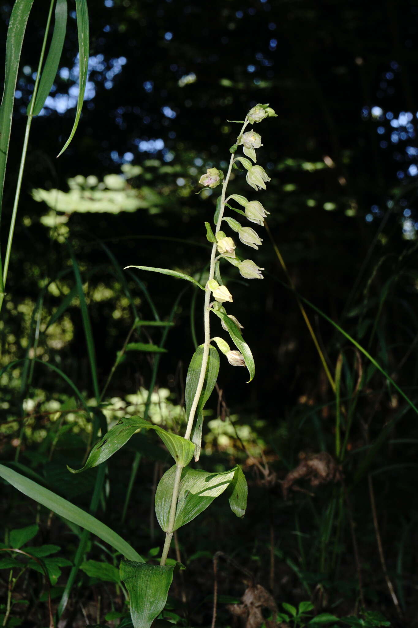 Image of Narrow-lipped helleborine