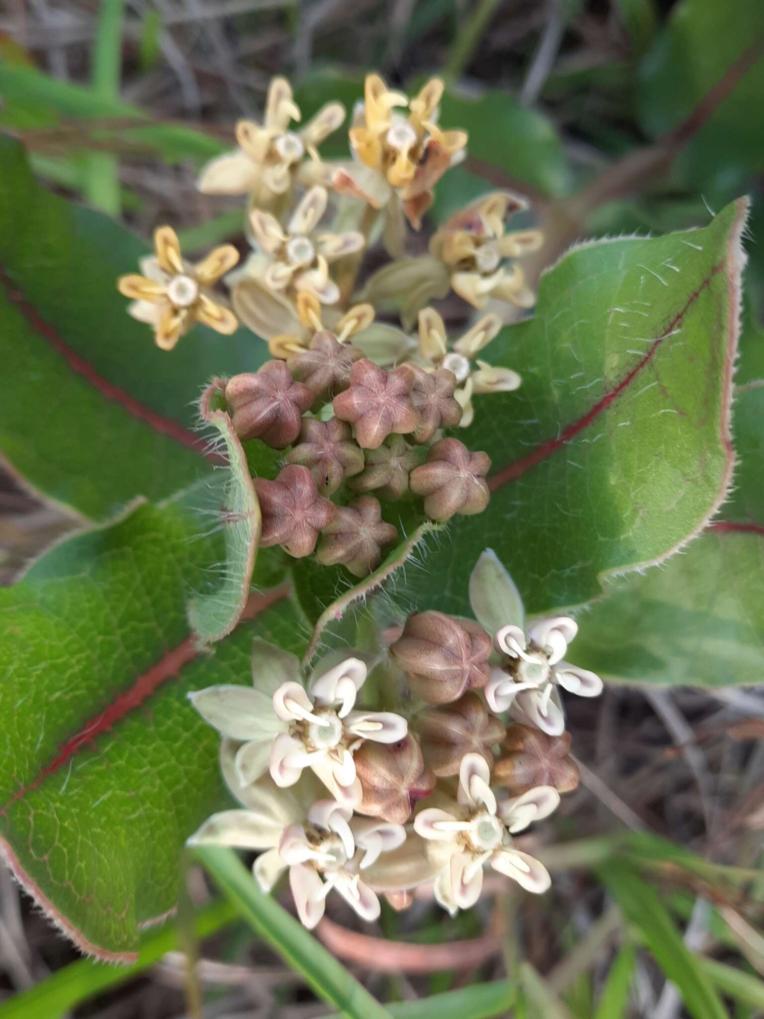 Asclepias jaliscana Robinson的圖片