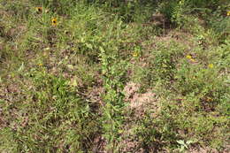 Image of pineland milkweed