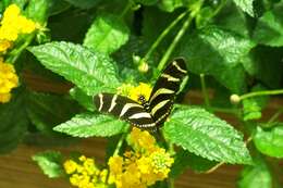 Image of Zebra Longwing