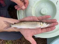 Sivun Hepsetus lineatus (Pellegrin 1926) kuva