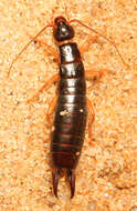 Image of Maritime earwig