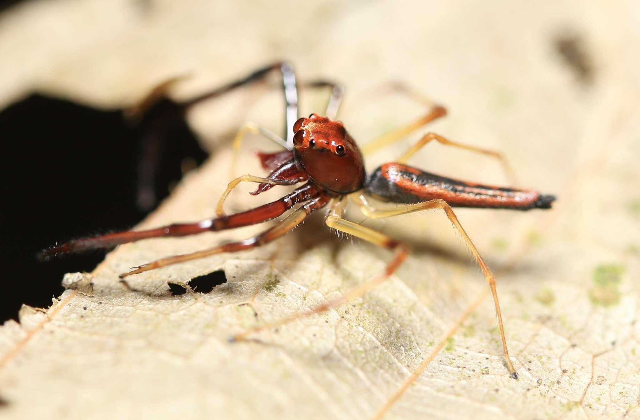 Image of Viciria pavesii Thorell 1877