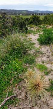 Imagem de Spinifex hirsutus Labill.