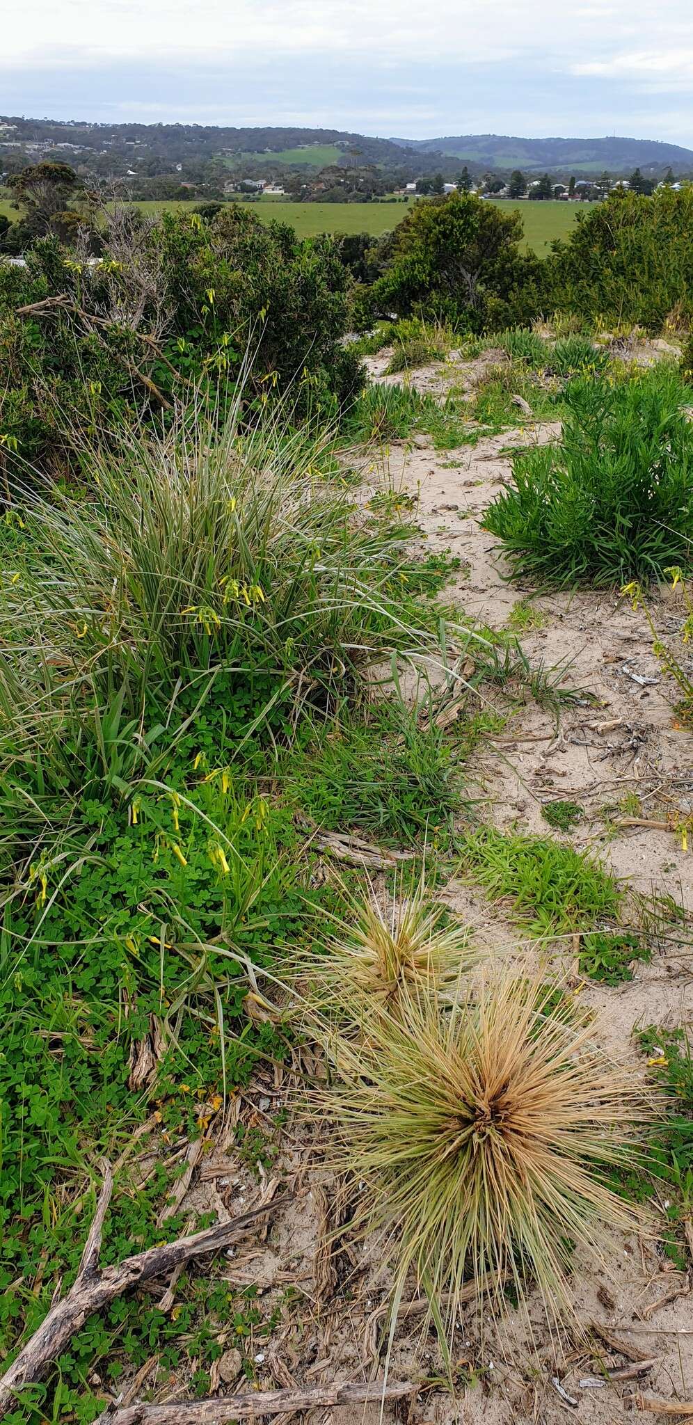 Sivun Spinifex hirsutus Labill. kuva