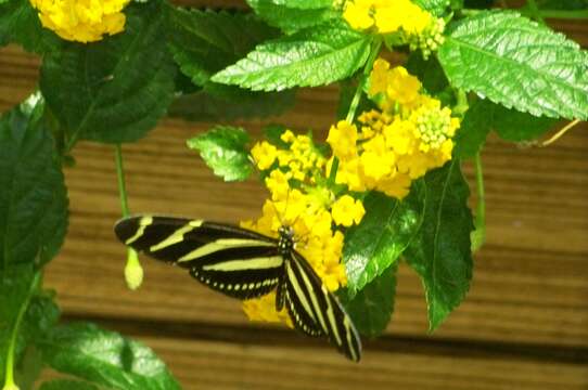 Image of Zebra Longwing