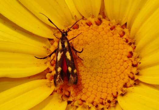 Image of Eretmocera syleuta Meyrick 1926