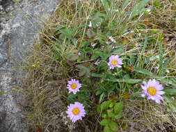 Image of snow cinquefoil