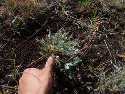 Image of alpine sagebrush